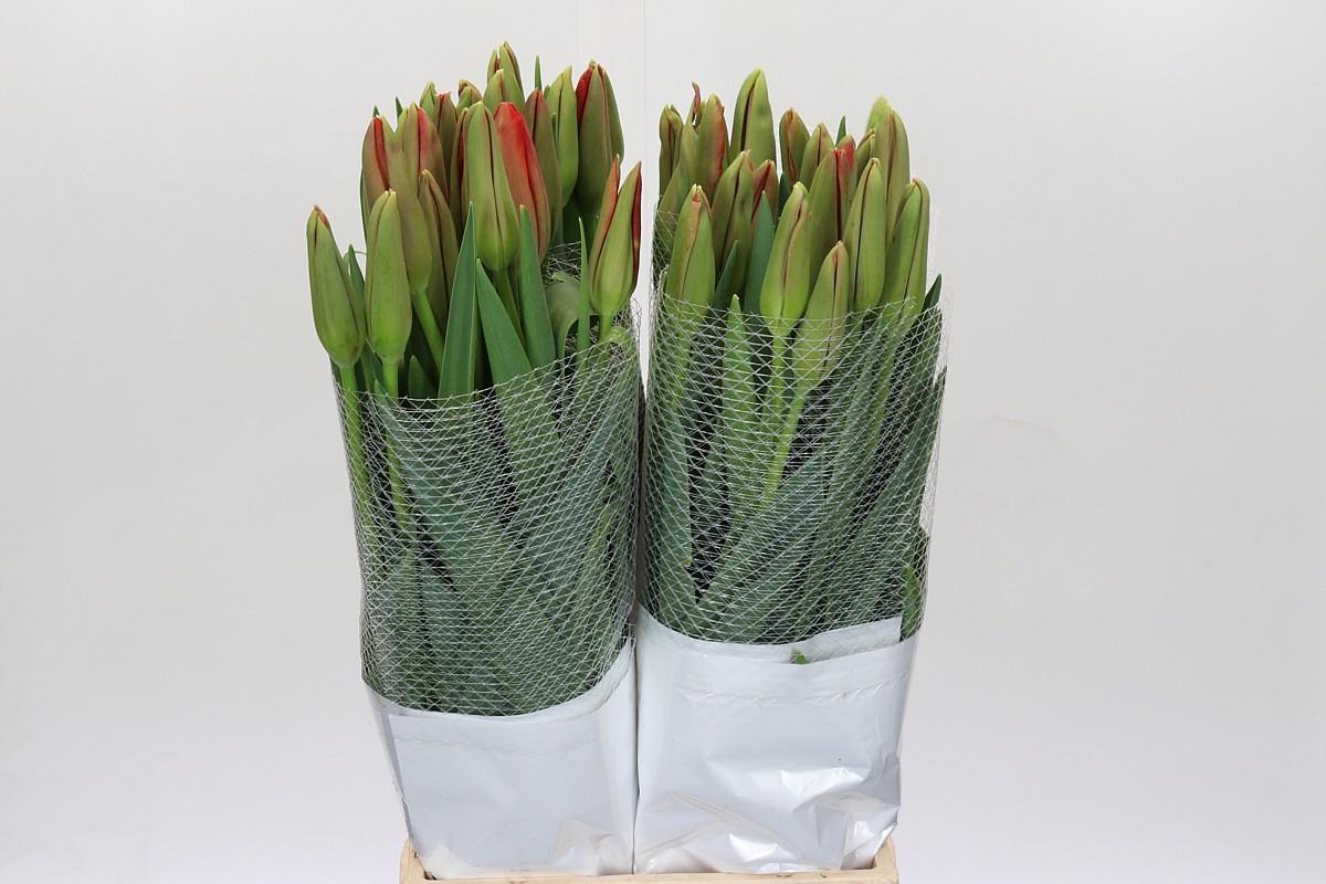 Срезанные цветы оптом Tulipa fr rouge от 40шт из Голландии с доставкой по России