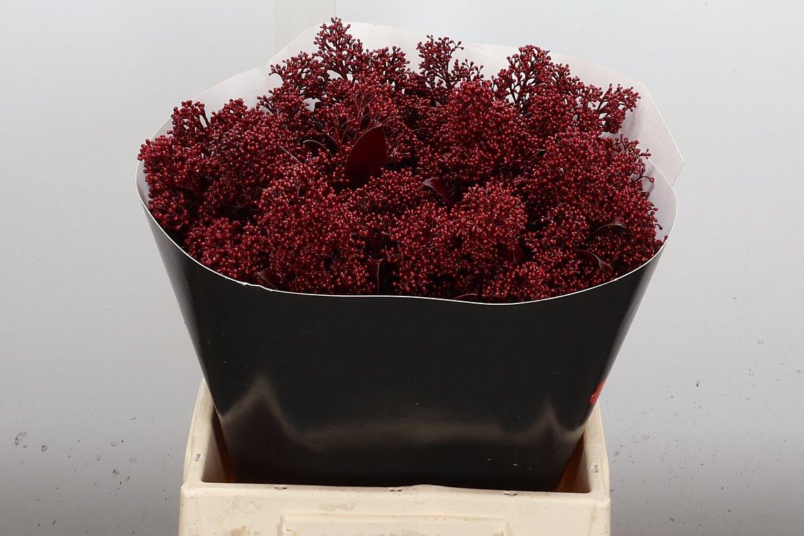 Срезанные цветы оптом Skimmia wax bordeaux от 5шт. из Голландии с доставкой по России