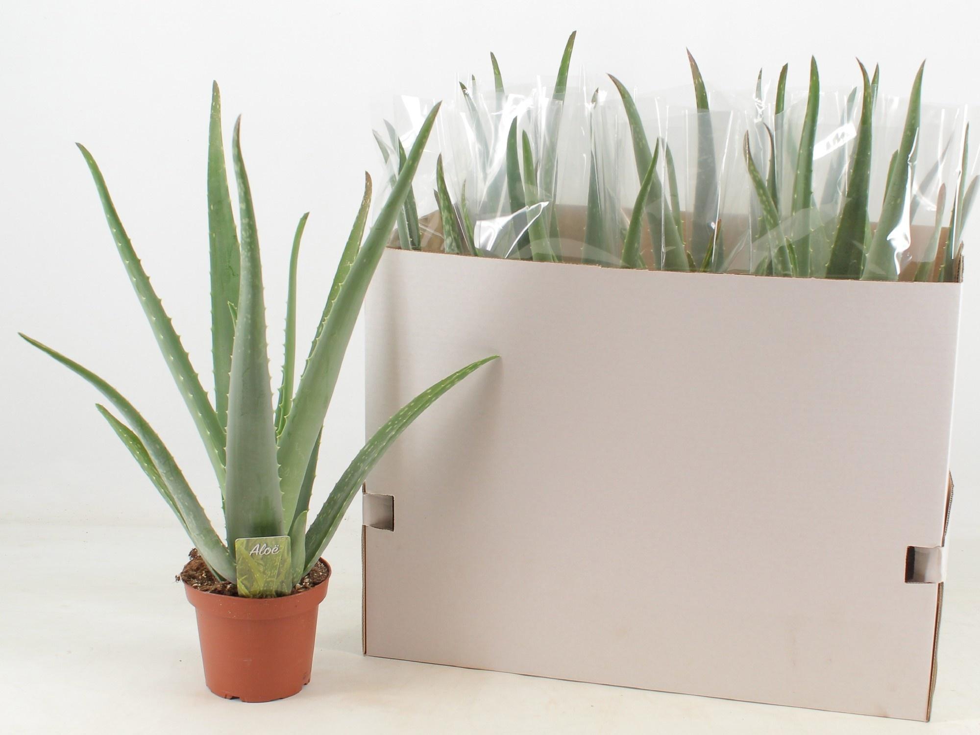 Горшечные цветы и растения оптом Aloe Vera от 9шт из Голландии с доставкой по России