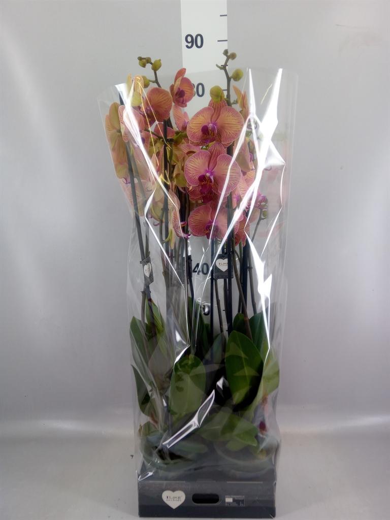 Горшечные цветы и растения оптом Phalaenopsis golden Leopard от 5шт из Голландии с доставкой по России
