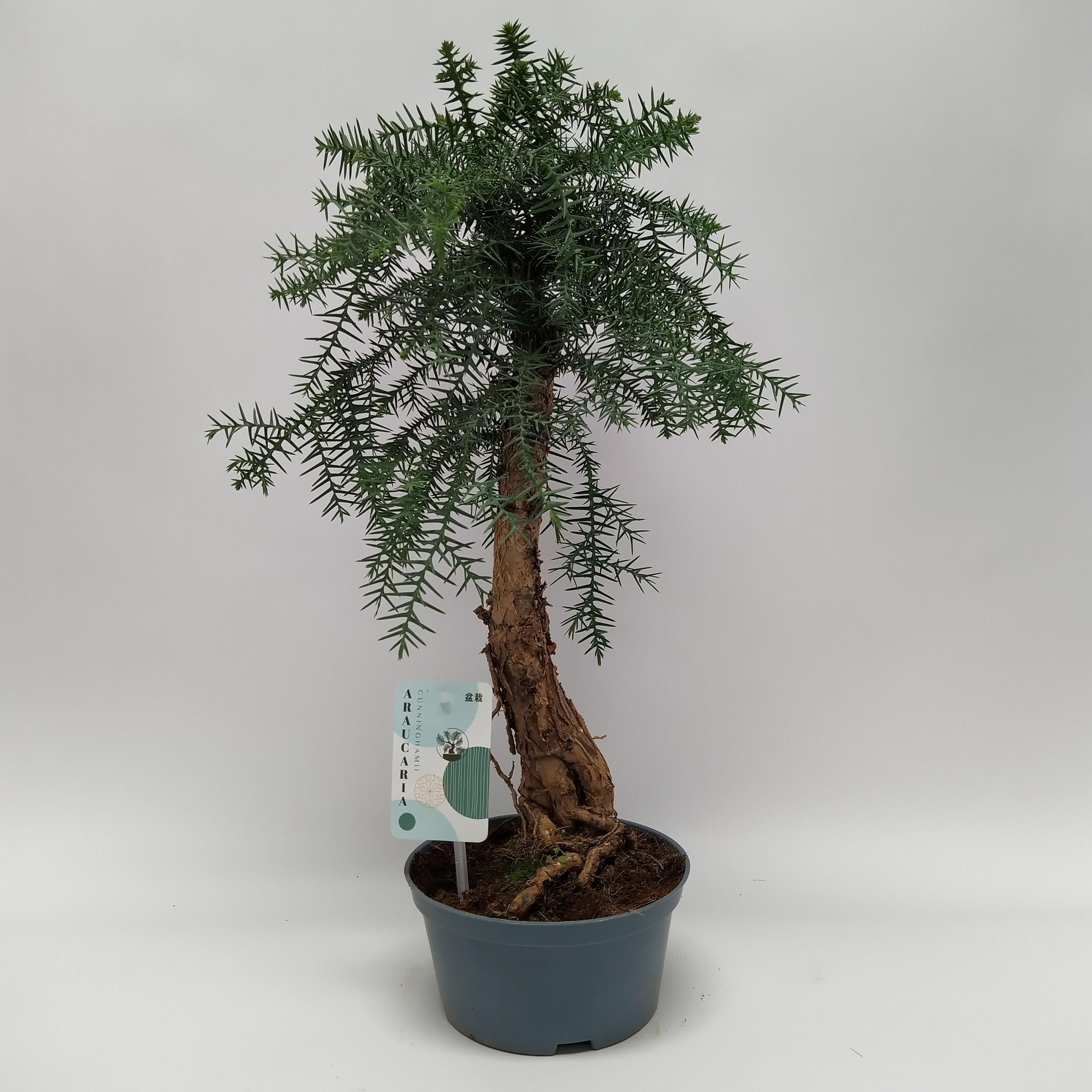Горшечные цветы и растения оптом Bonsai Araucaria Cunninghamii Bonsai Teeltpot от 4шт из Голландии с доставкой по России