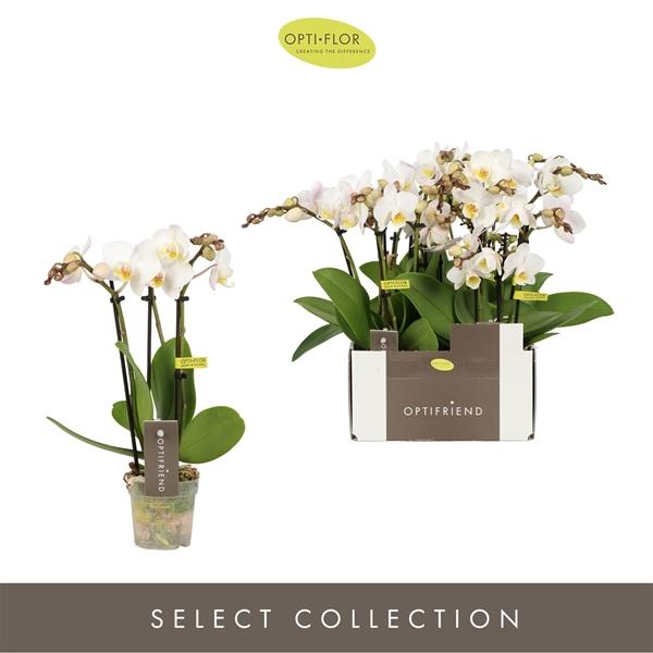 Горшечные цветы и растения оптом Phal 3st Optifriend Zoë (opti) от 8шт (для телеги) из Голландии с доставкой по России