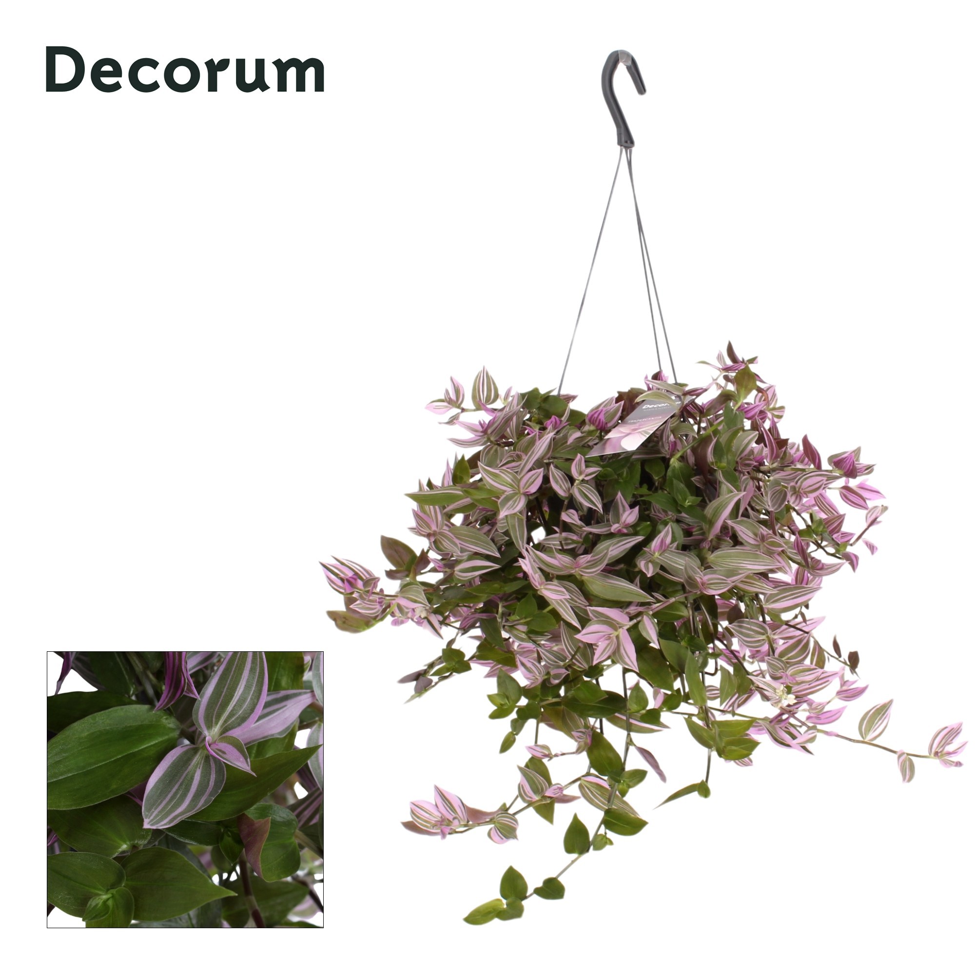Горшечные цветы и растения оптом Tradescantia Fluminensis Pink Hill от 6шт из Голландии с доставкой по России