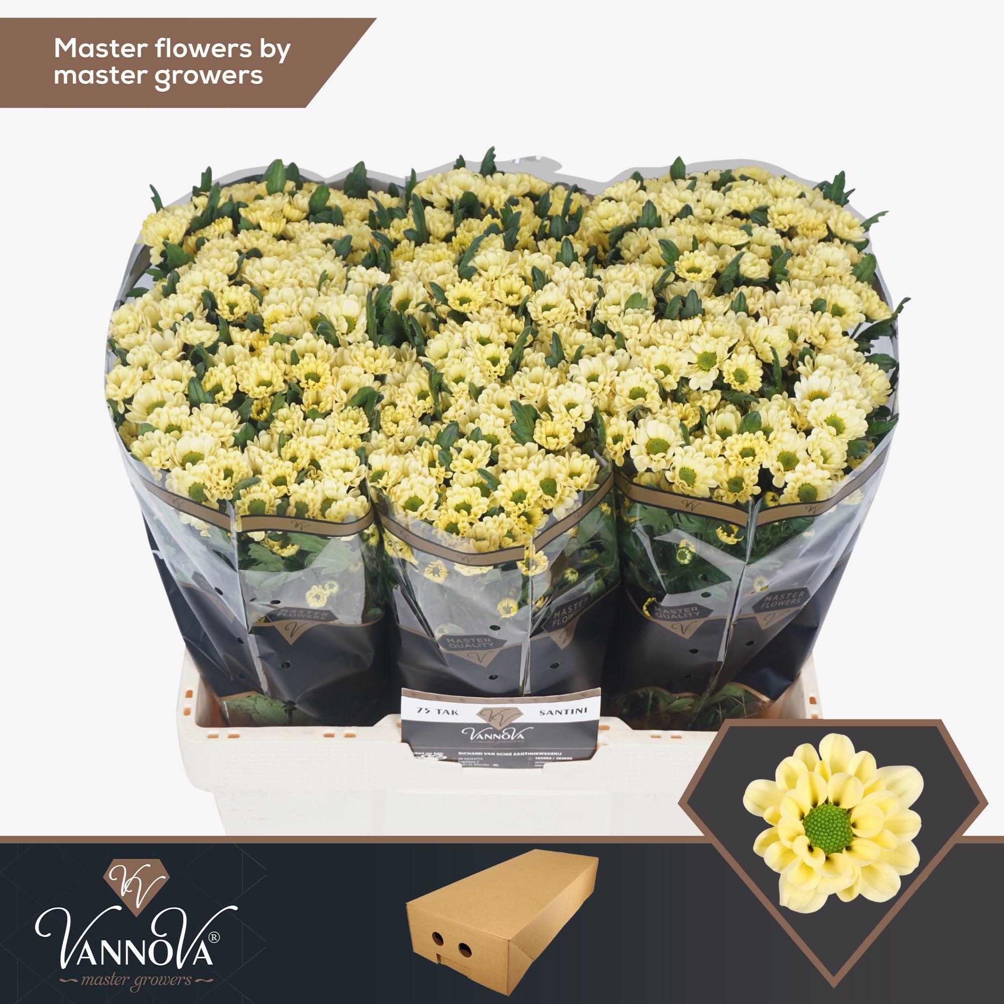 Срезанные цветы оптом Chrys sa rossi cream от 100шт из Голландии с доставкой по России