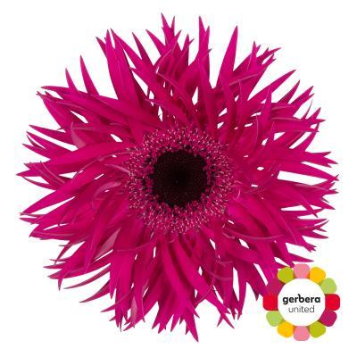 Срезанные цветы оптом Gerbera diamond gerspider renegade от 45шт из Голландии с доставкой по России