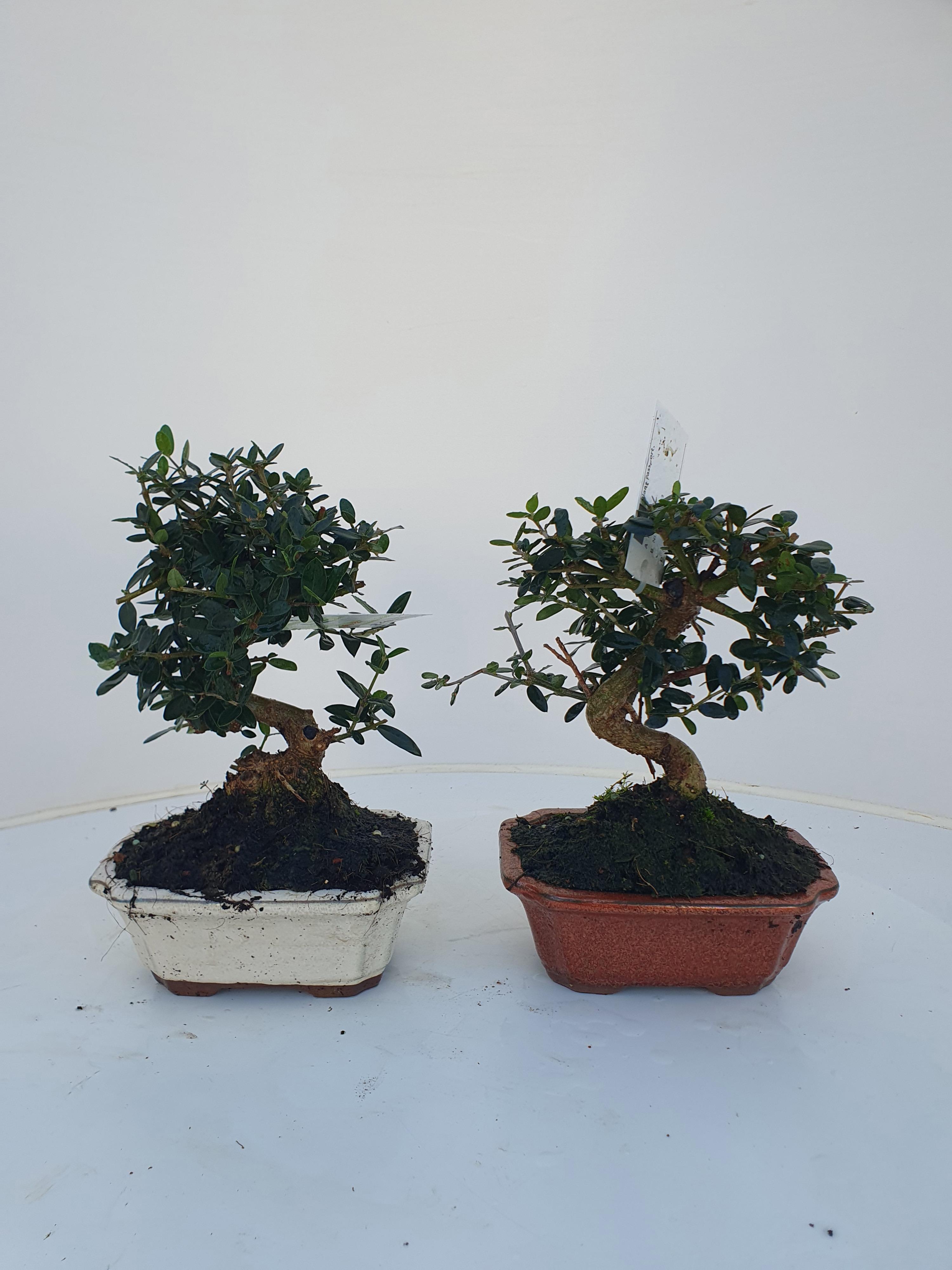 Горшечные цветы и растения оптом Bonsai Olea Sylvestris от 3шт из Голландии с доставкой по России