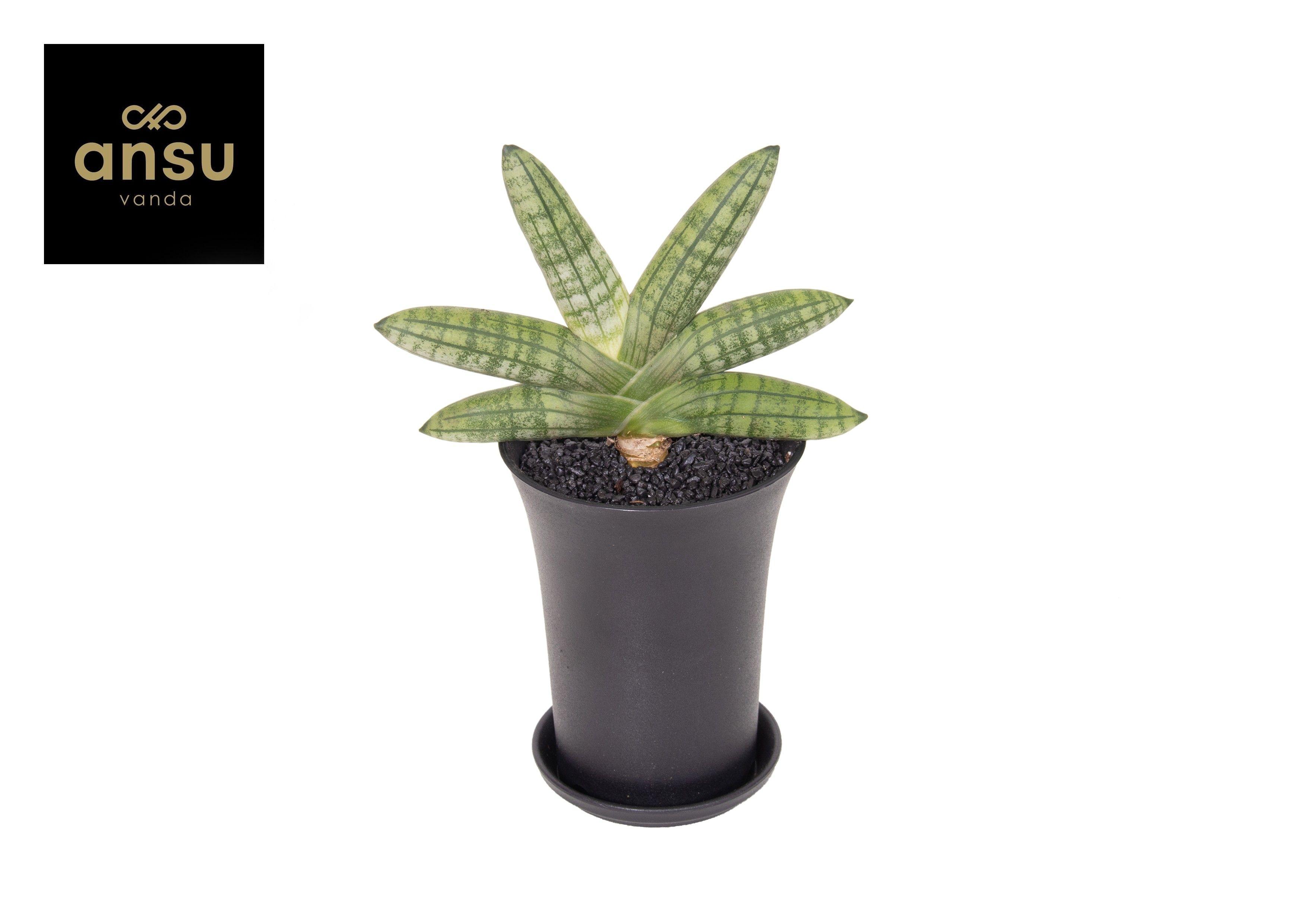 Горшечные цветы и растения оптом Sansevieria Inti Mini No. 5 от 5шт (для телеги) из Голландии с доставкой по России