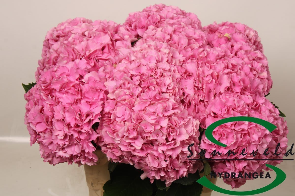 Срезанные цветы оптом Hydrangea royal parade от 10шт из Голландии с доставкой по России