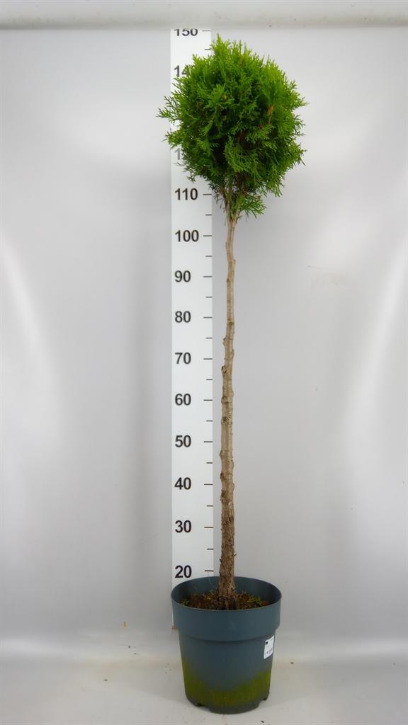 Горшечные цветы и растения оптом Thuja Occid. smaragd от 1шт из Голландии с доставкой по России
