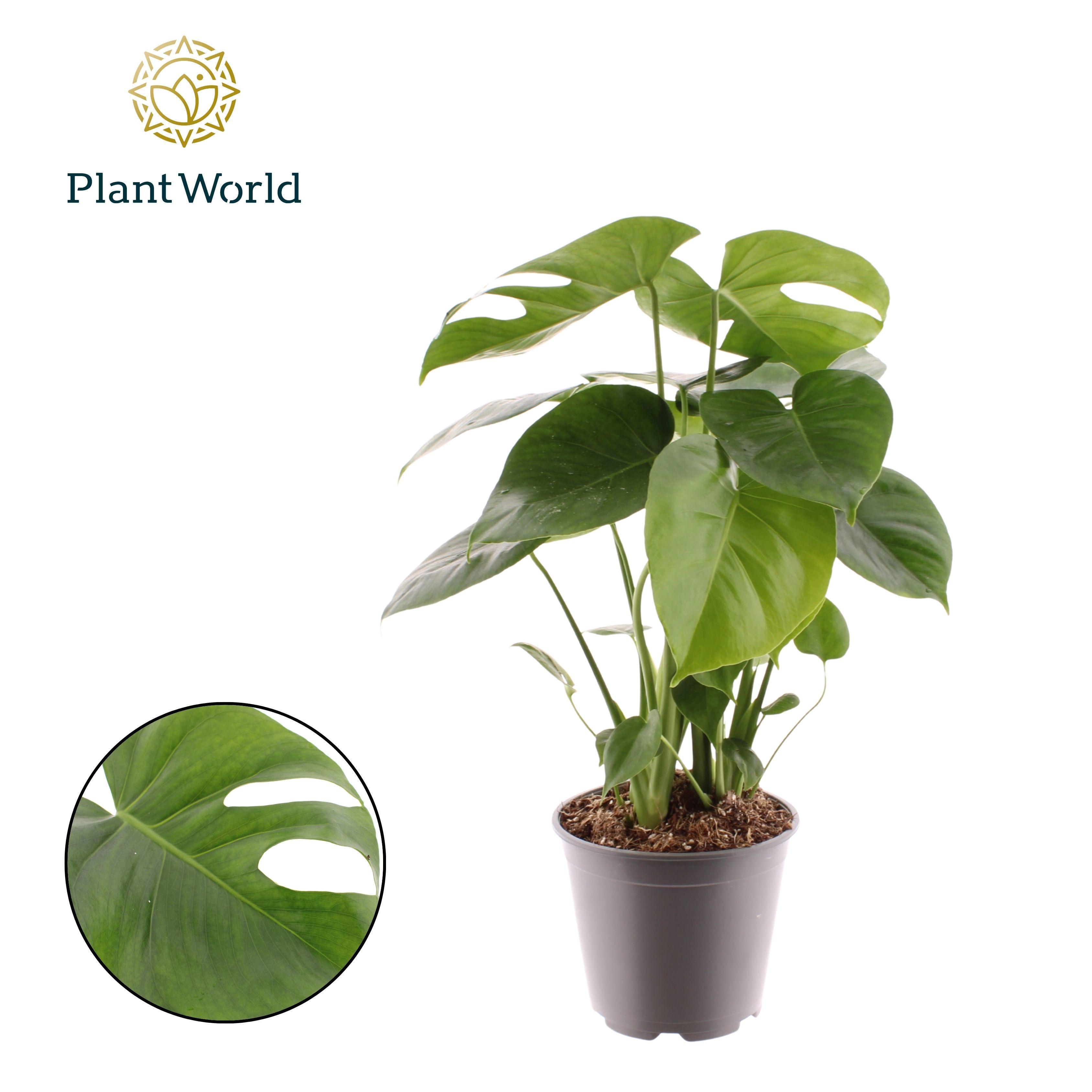 Горшечные цветы и растения оптом Monstera Deliciosa от 5шт из Голландии с доставкой по России