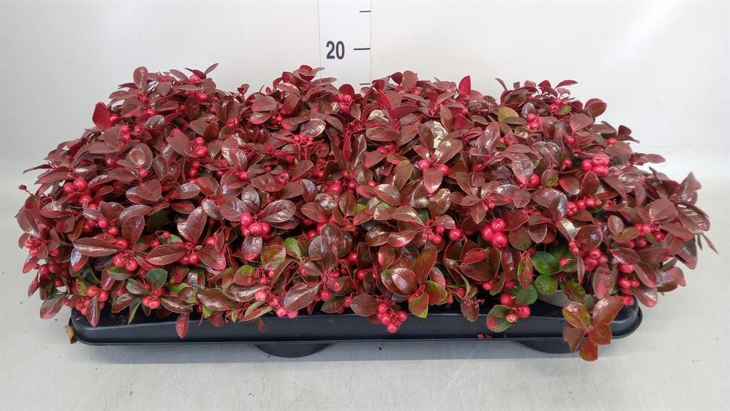 Горшечные цветы и растения оптом Gaultheria от 8шт из Голландии с доставкой по России