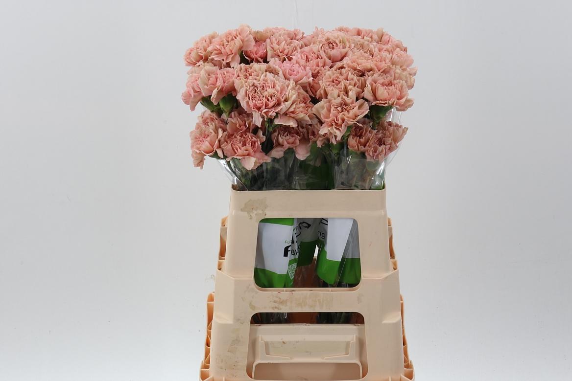 Срезанные цветы оптом Dianthus st caramel от 80шт из Голландии с доставкой по России