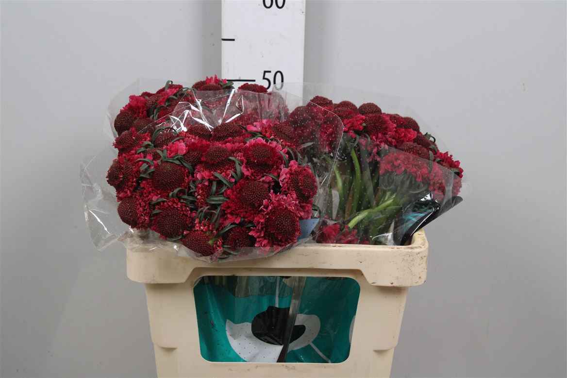 Срезанные цветы оптом Scabiosa dark cherry scoop от 75шт из Голландии с доставкой по России
