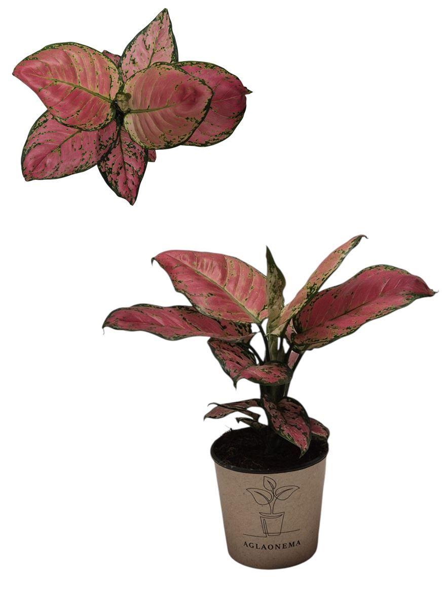 Горшечные цветы и растения оптом Aglaonema Red Valentine от 4шт из Голландии с доставкой по России