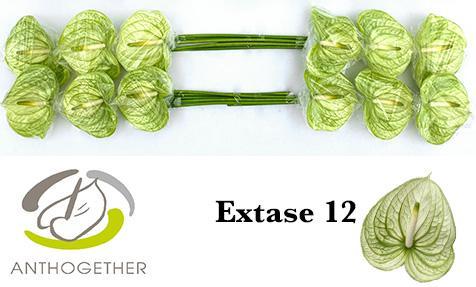 Срезанные цветы оптом Anthurium extase от 16шт. из Голландии с доставкой по России
