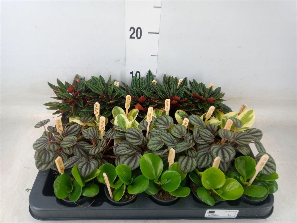 Горшечные цветы и растения оптом Peperomia   ...mix от 20шт (для телеги) из Голландии с доставкой по России