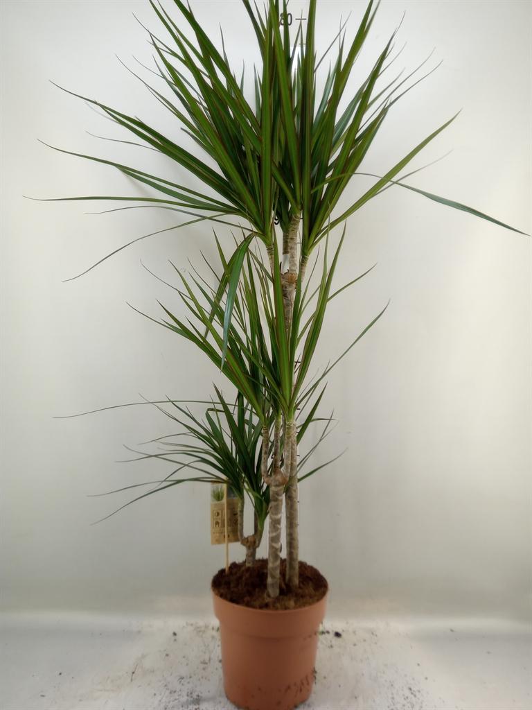 Горшечные цветы и растения оптом Dracaena Marg. от 1шт из Голландии с доставкой по России