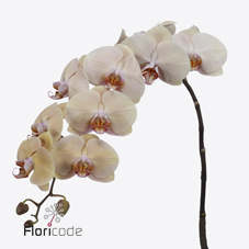 Срезанные цветы оптом Phalaenopsis royal peach (per flower) от 45шт из Голландии с доставкой по России