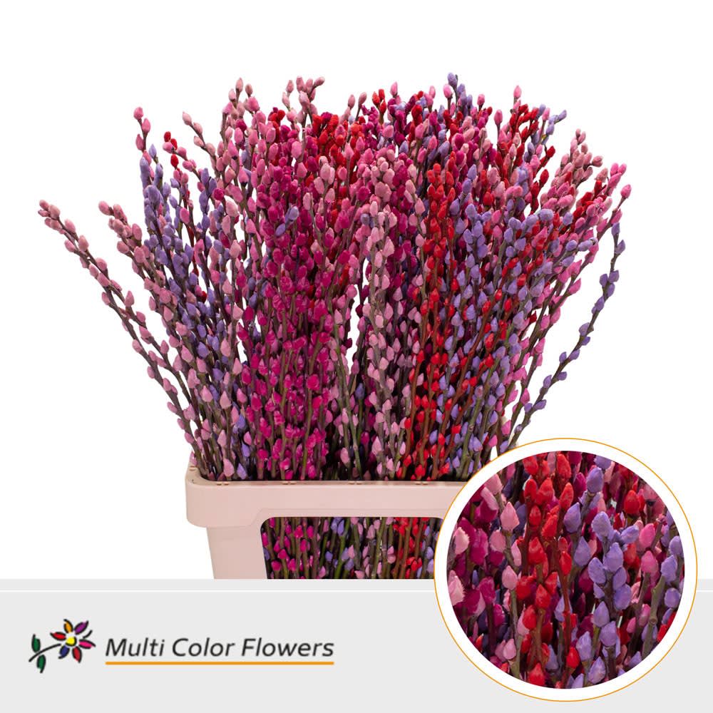 Срезанные цветы оптом Salix paint pussy willow mix love от 200шт. из Голландии с доставкой по России