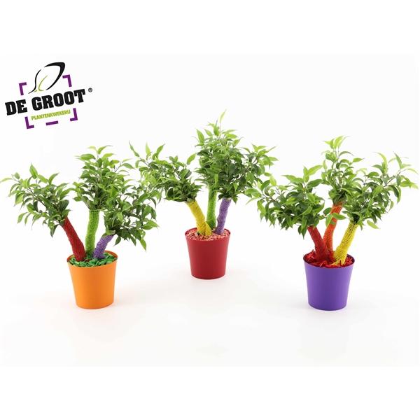 Горшечные цветы и растения оптом Ficus Be Crazy Tree Summerstyle от 6шт из Голландии с доставкой по России