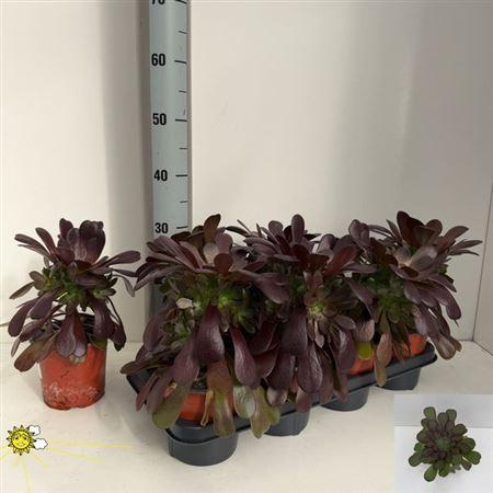 Горшечные цветы и растения оптом Aeonium Ab Velours от 7шт из Голландии с доставкой по России
