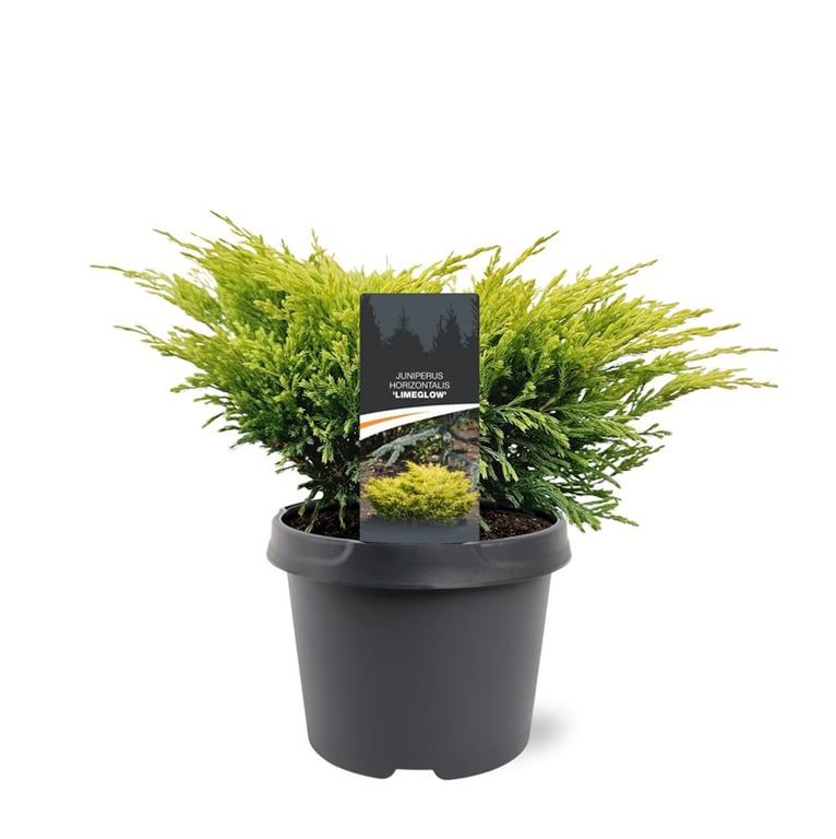 Горшечные цветы и растения оптом Juniperus Hor Limeglow от 1шт из Голландии с доставкой по России