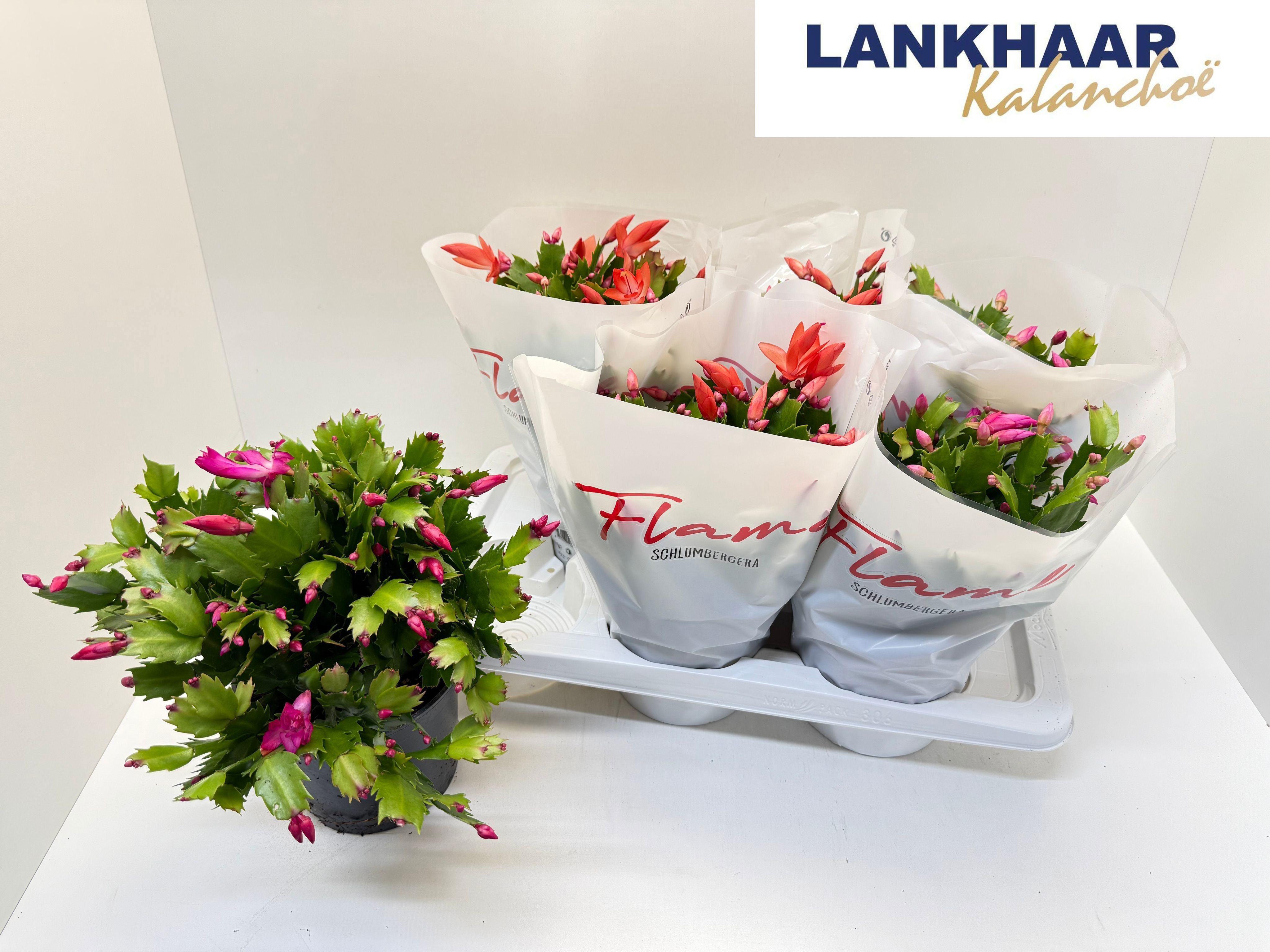 Горшечные цветы и растения оптом Schlumb Flame Gem от 6шт из Голландии с доставкой по России
