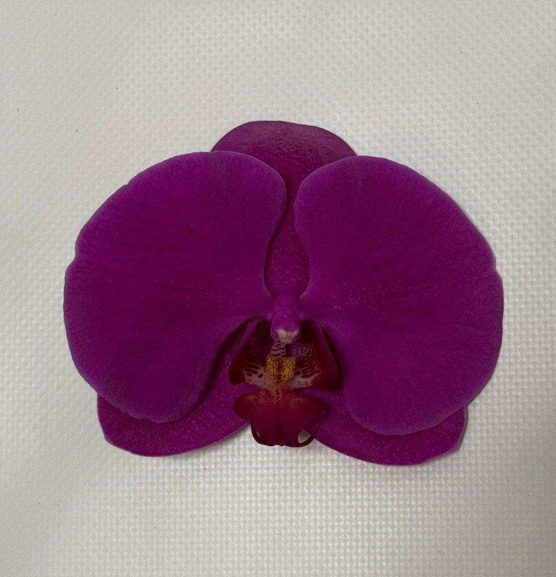 Срезанные цветы оптом Phalaenopsis chiangmai (per flower) от 25шт из Голландии с доставкой по России