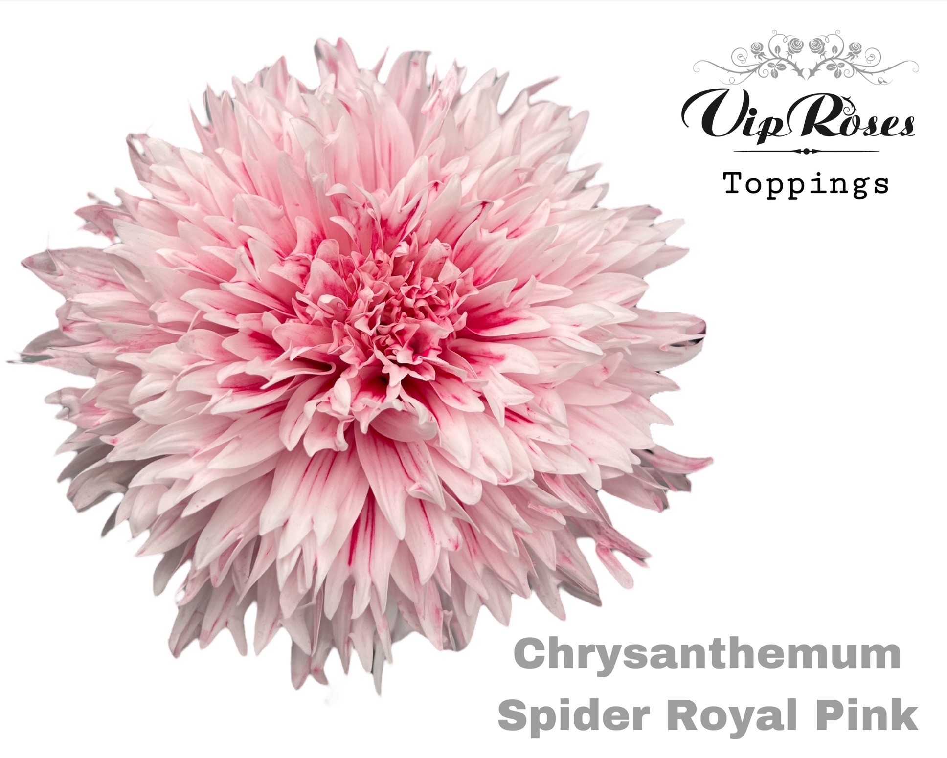 Срезанные цветы оптом Chrys bl paint spider royal pink от 20шт из Голландии с доставкой по России