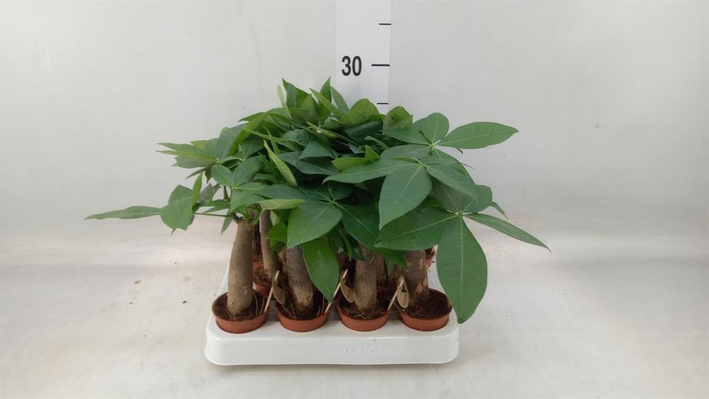 Горшечные цветы и растения оптом Pachira Aquatica от 14шт (для телеги) из Голландии с доставкой по России