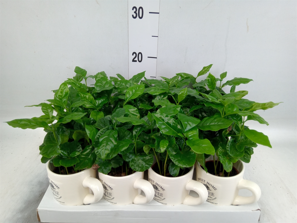 Горшечные цветы и растения оптом Coffea Arabica от 12шт (для телеги) из Голландии с доставкой по России