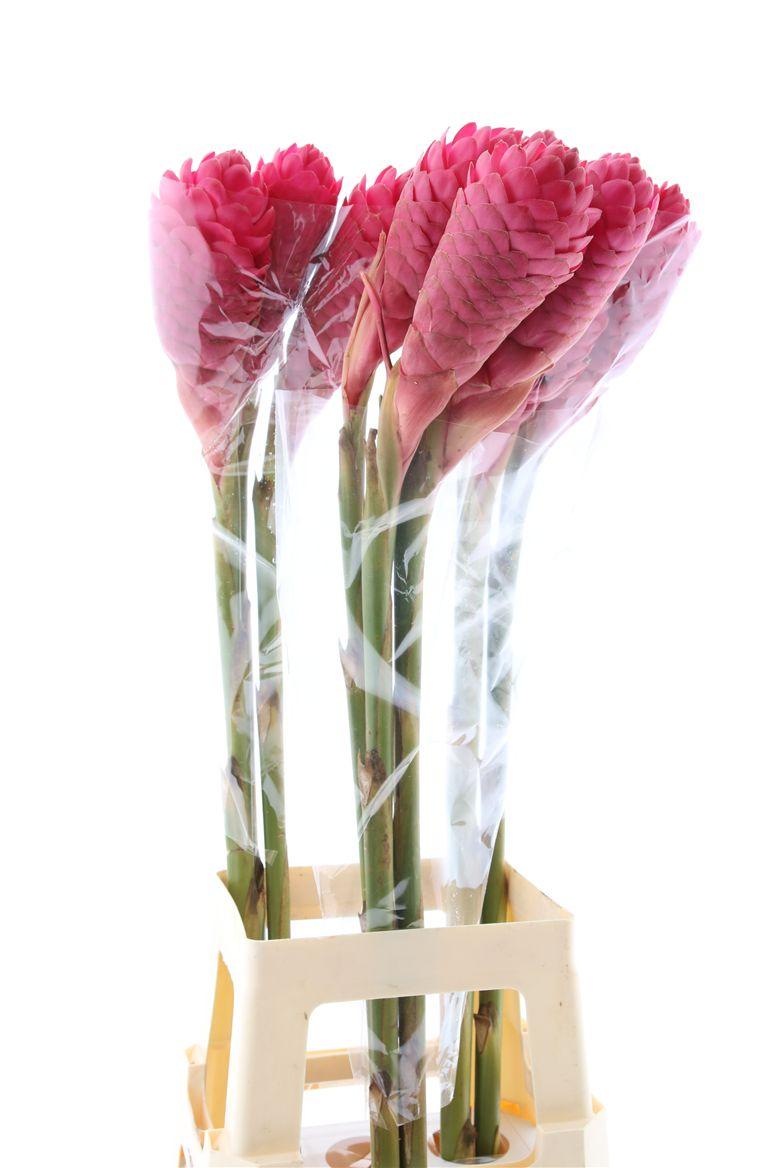 Срезанные цветы оптом Alpinia red king от 30шт из Голландии с доставкой по России