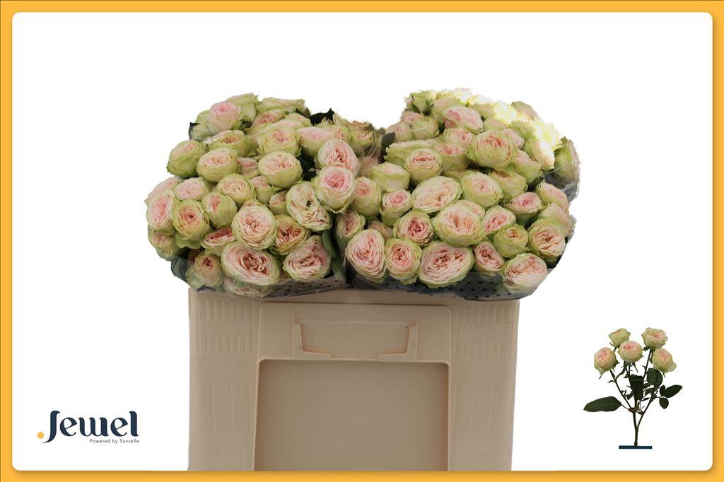 Срезанные цветы оптом Rosa spray sweet giselle! от 40шт из Голландии с доставкой по России