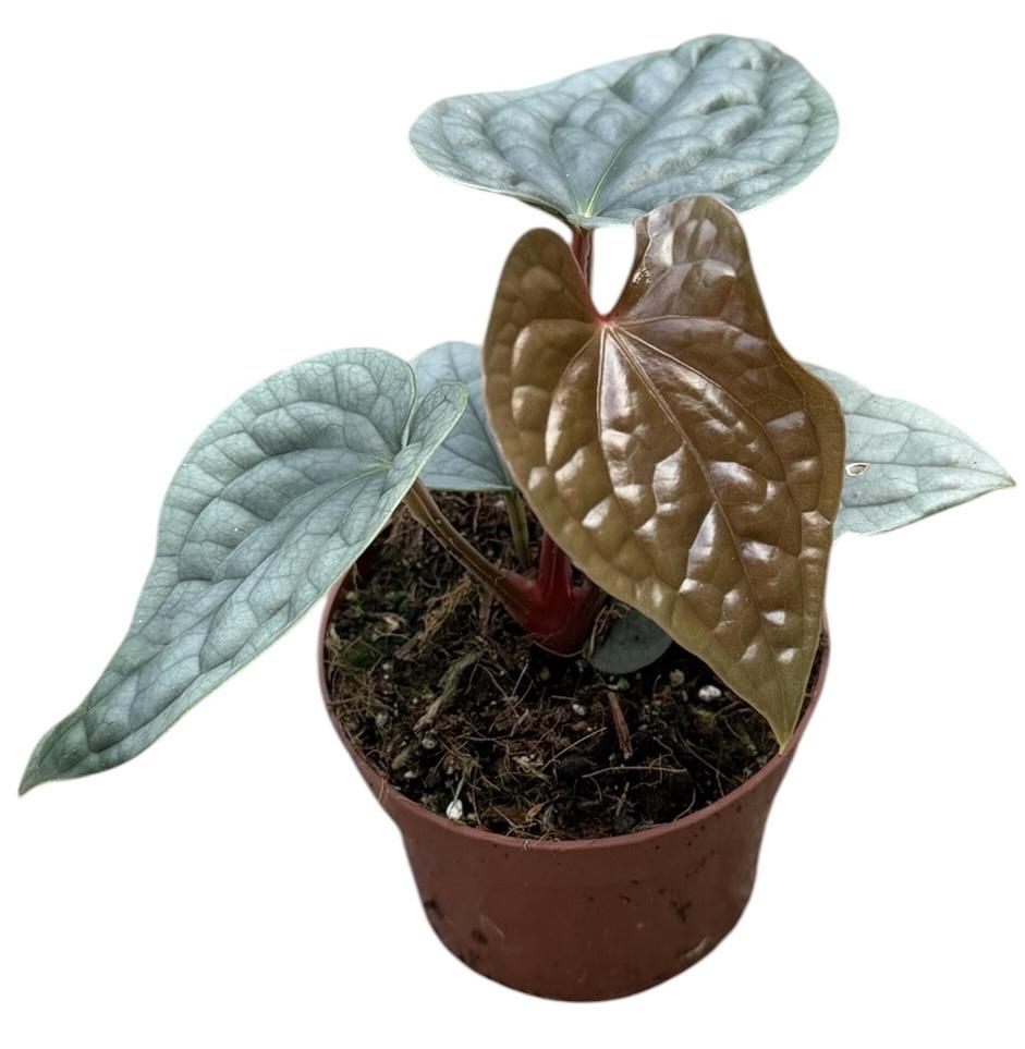 Горшечные цветы и растения оптом Anthurium Luxurians от 1шт из Голландии с доставкой по России