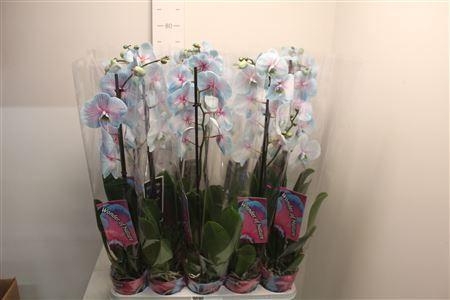 Горшечные цветы и растения оптом Phal paint 1 Branche 10+ Wonder Of Nature от 10шт из Голландии с доставкой по России