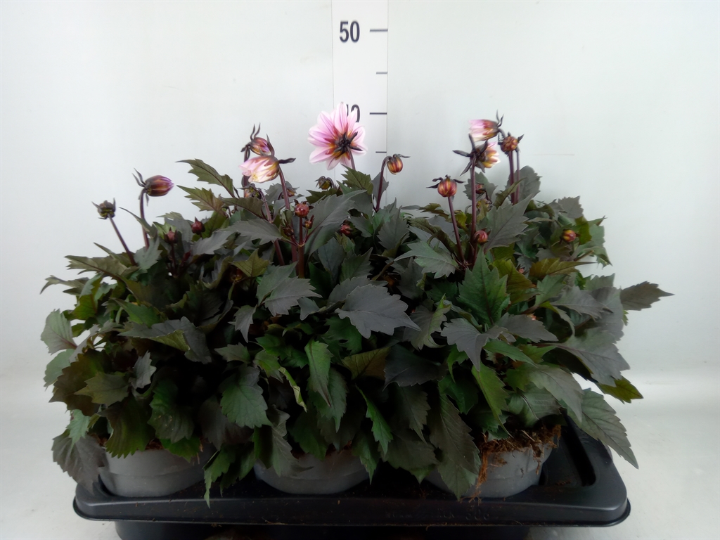 Горшечные цветы и растения оптом Dahlia   ...from Seeds/cuttings от 6шт из Голландии с доставкой по России