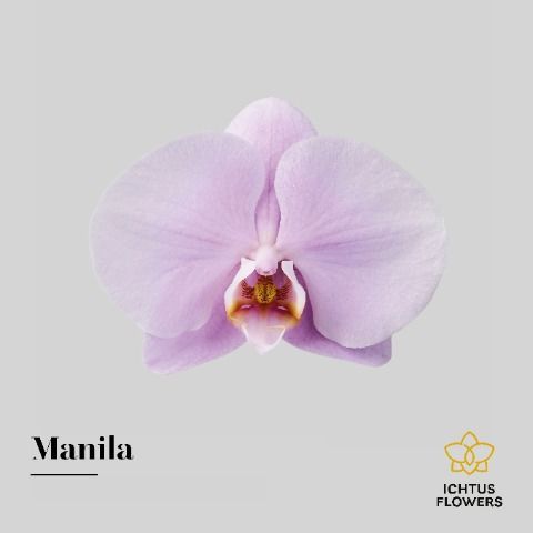 Срезанные цветы оптом Phalaenopsis manila (per flower) от 25шт из Голландии с доставкой по России