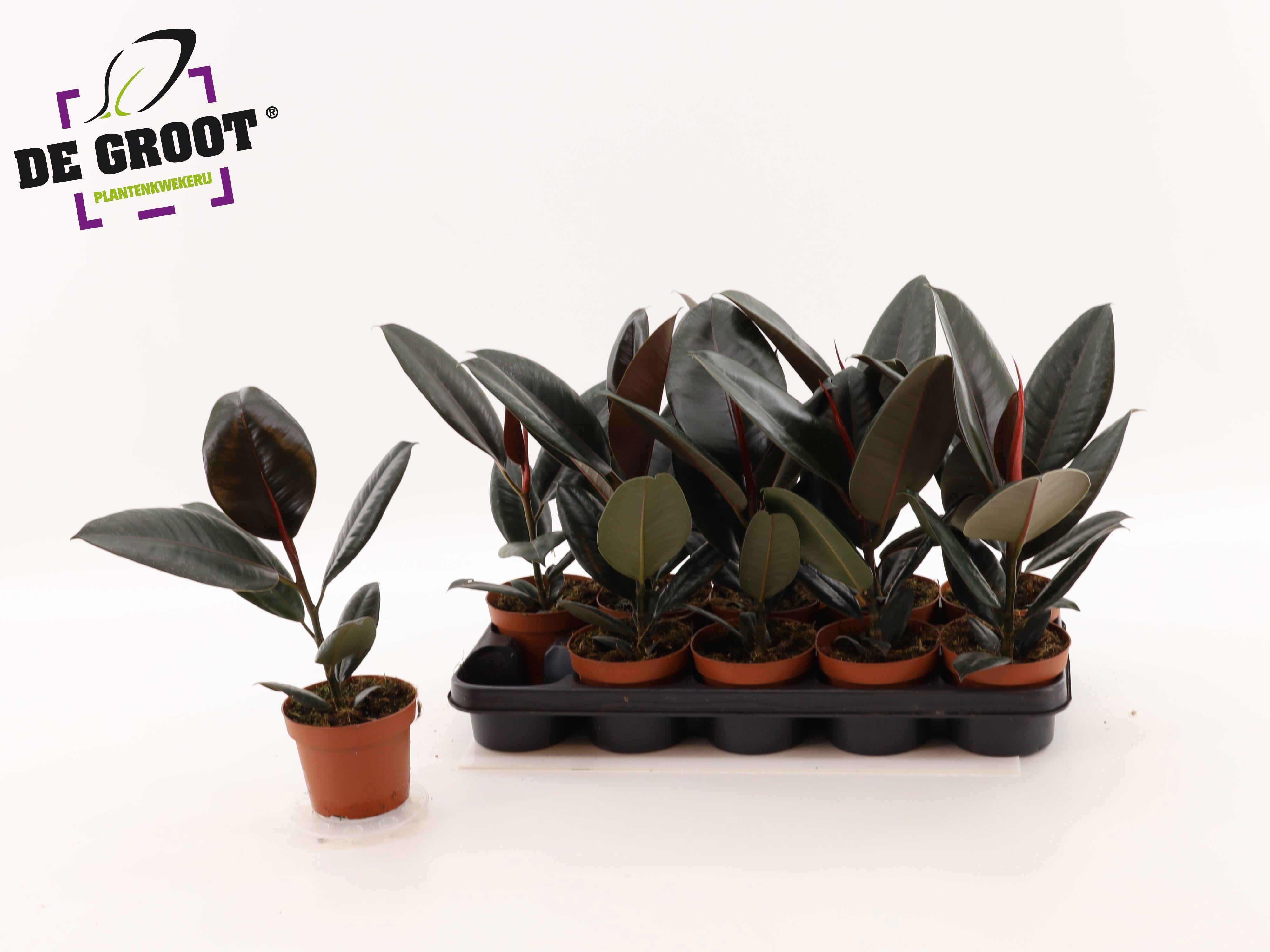 Горшечные цветы и растения оптом Fic El Abidjan от 10шт из Голландии с доставкой по России