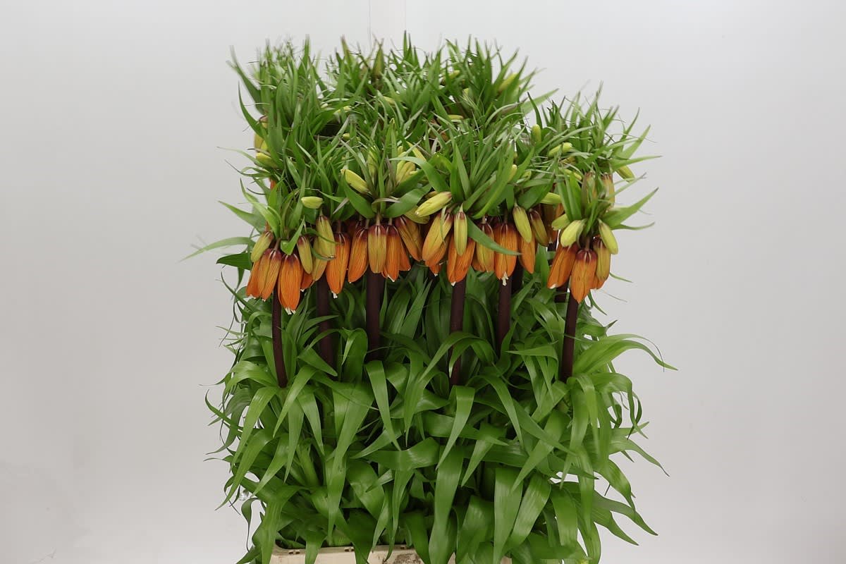 Срезанные цветы оптом Fritillaria orange sweet от 25шт из Голландии с доставкой по России