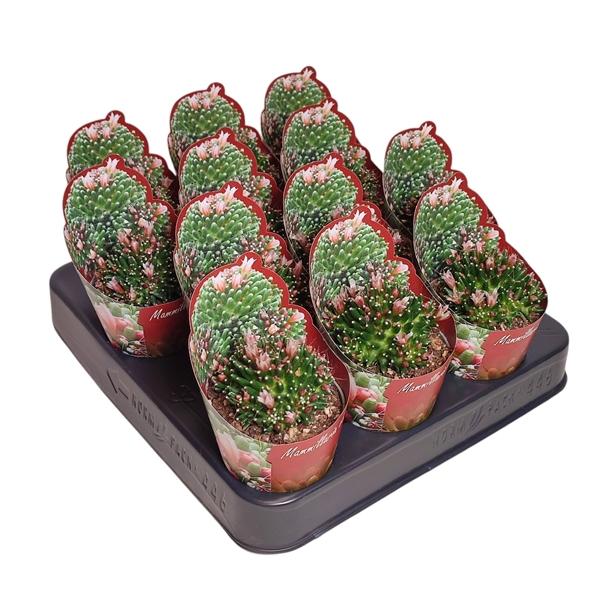 Горшечные цветы и растения оптом Mammillaria Cv. Caterpincy Potcover от 12шт (для телеги) из Голландии с доставкой по России