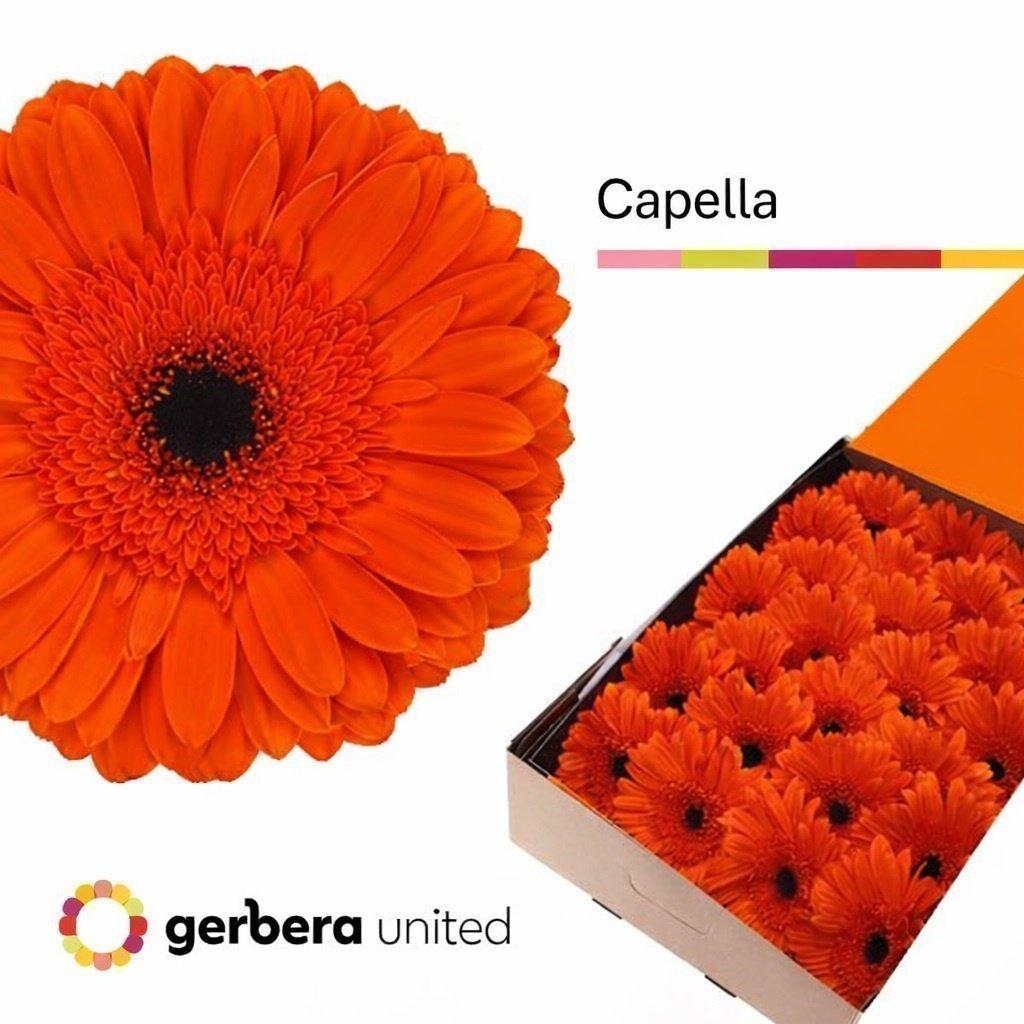 Срезанные цветы оптом Gerbera capella от 50шт из Голландии с доставкой по России