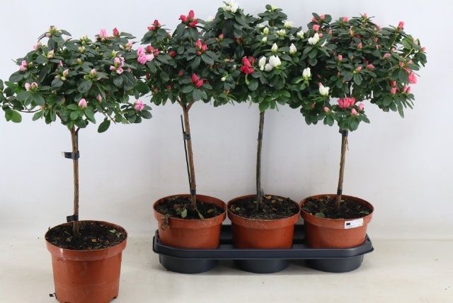 Горшечные цветы и растения оптом Rhodo Ov от 3шт из Голландии с доставкой по России