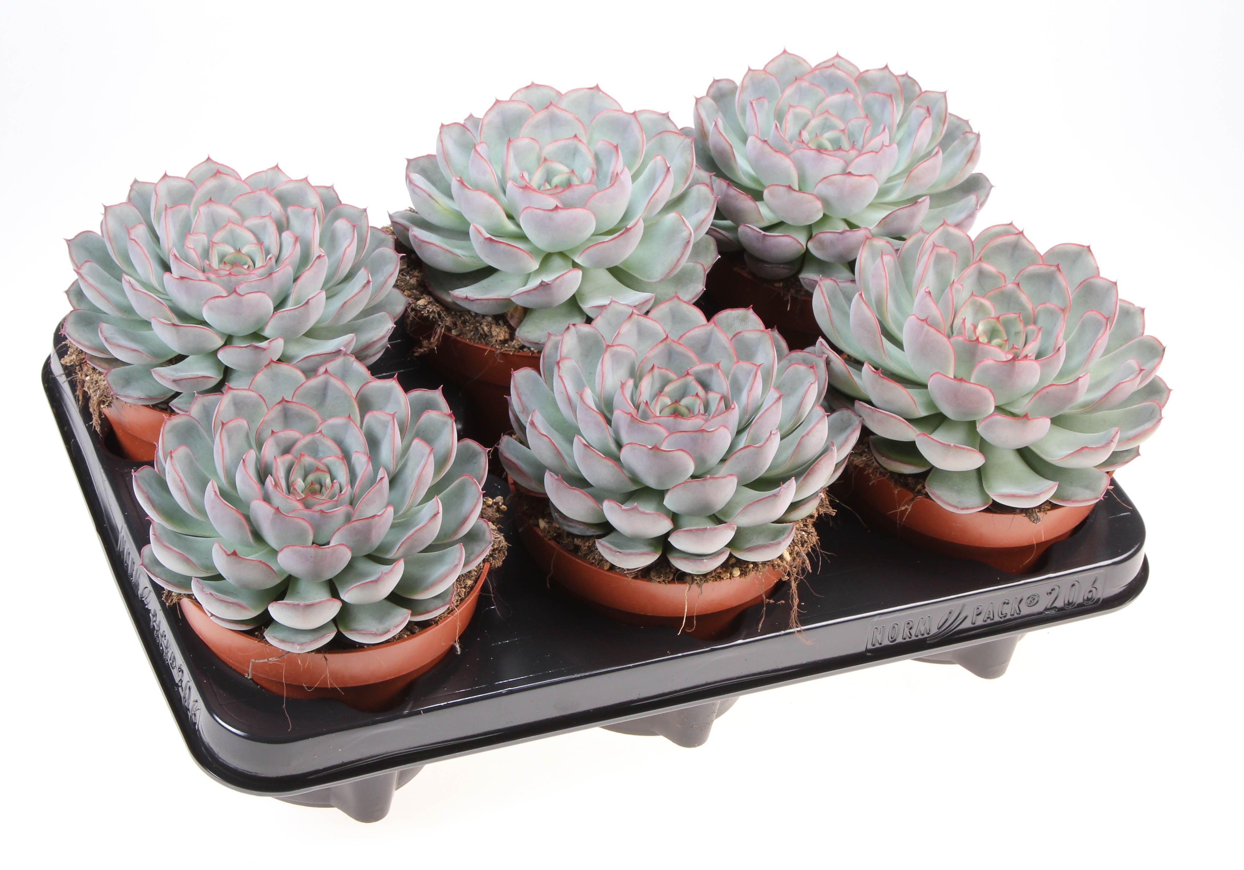 Горшечные цветы и растения оптом Echeveria Mystery от 6шт из Голландии с доставкой по России