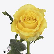 Срезанные цветы оптом Rosa large golden smile от 50шт из Голландии с доставкой по России