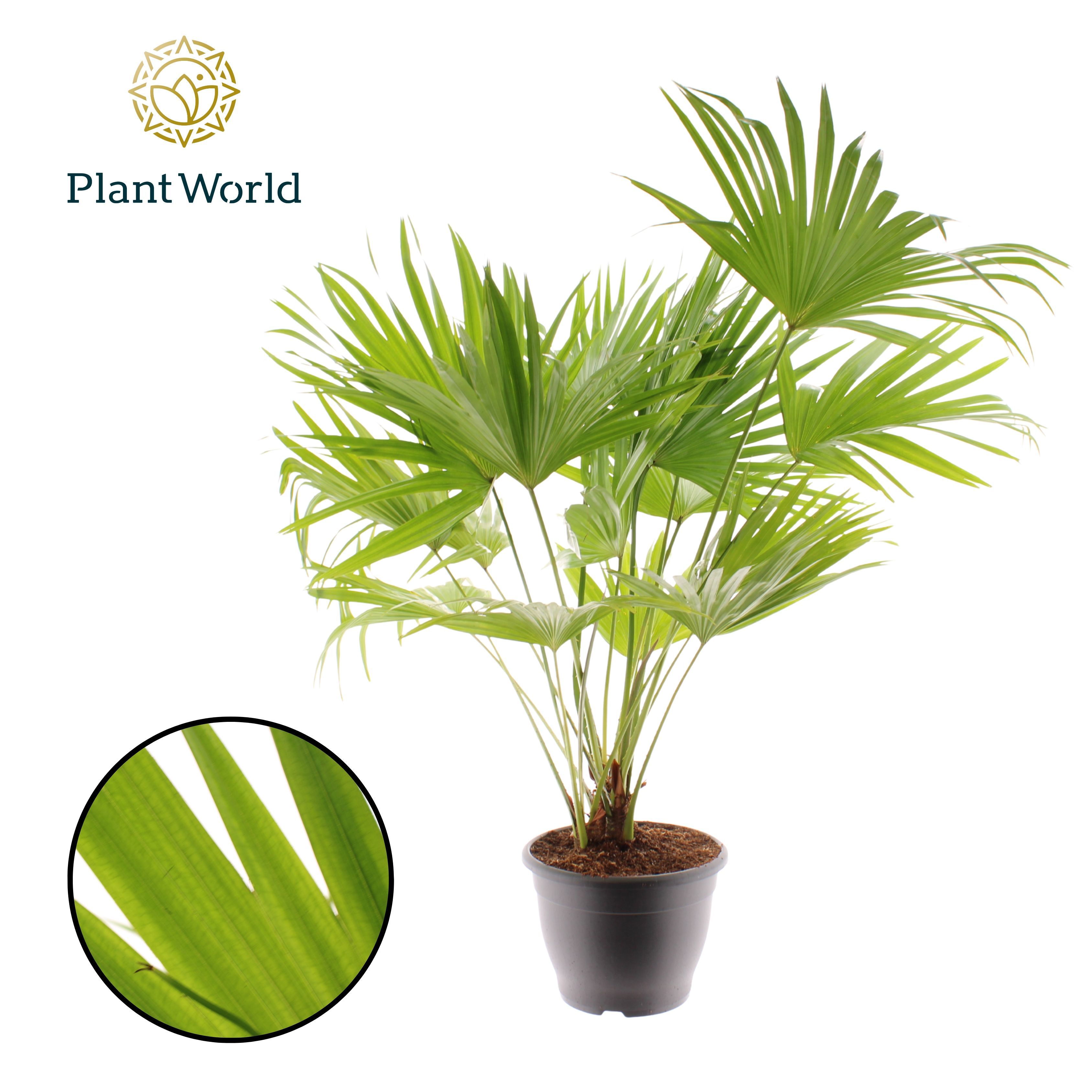 Горшечные цветы и растения оптом Livistona Rotundifolia 3pp от 1шт из Голландии с доставкой по России
