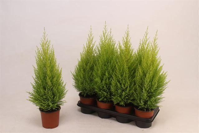 Горшечные цветы и растения оптом Cupr Ma Goldc Wilma от 7шт из Голландии с доставкой по России