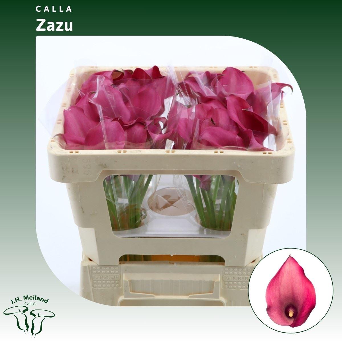 Срезанные цветы оптом Zantedeschia zazu от 40шт из Голландии с доставкой по России