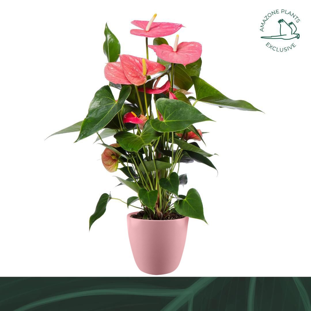 Горшечные цветы и растения оптом Anth An Pink 4+ Ceramic (amazone) от 3шт из Голландии с доставкой по России