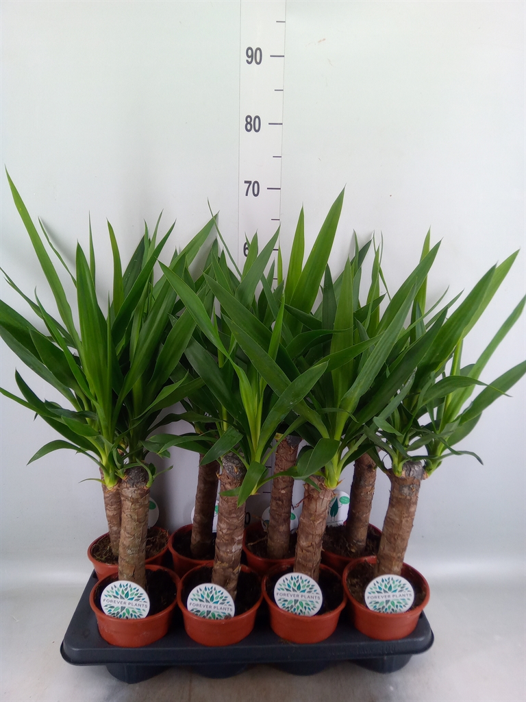 Горшечные цветы и растения оптом Yucca   ... от 8шт из Голландии с доставкой по России