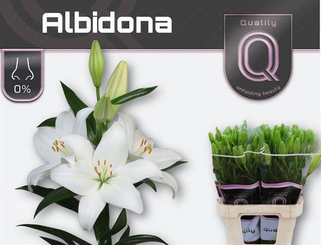 Срезанные цветы оптом Lilium az albidona от 60шт из Голландии с доставкой по России